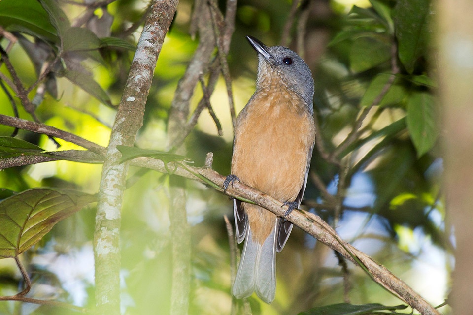 Bower's Shrike-thrush (Colluricincla boweri)